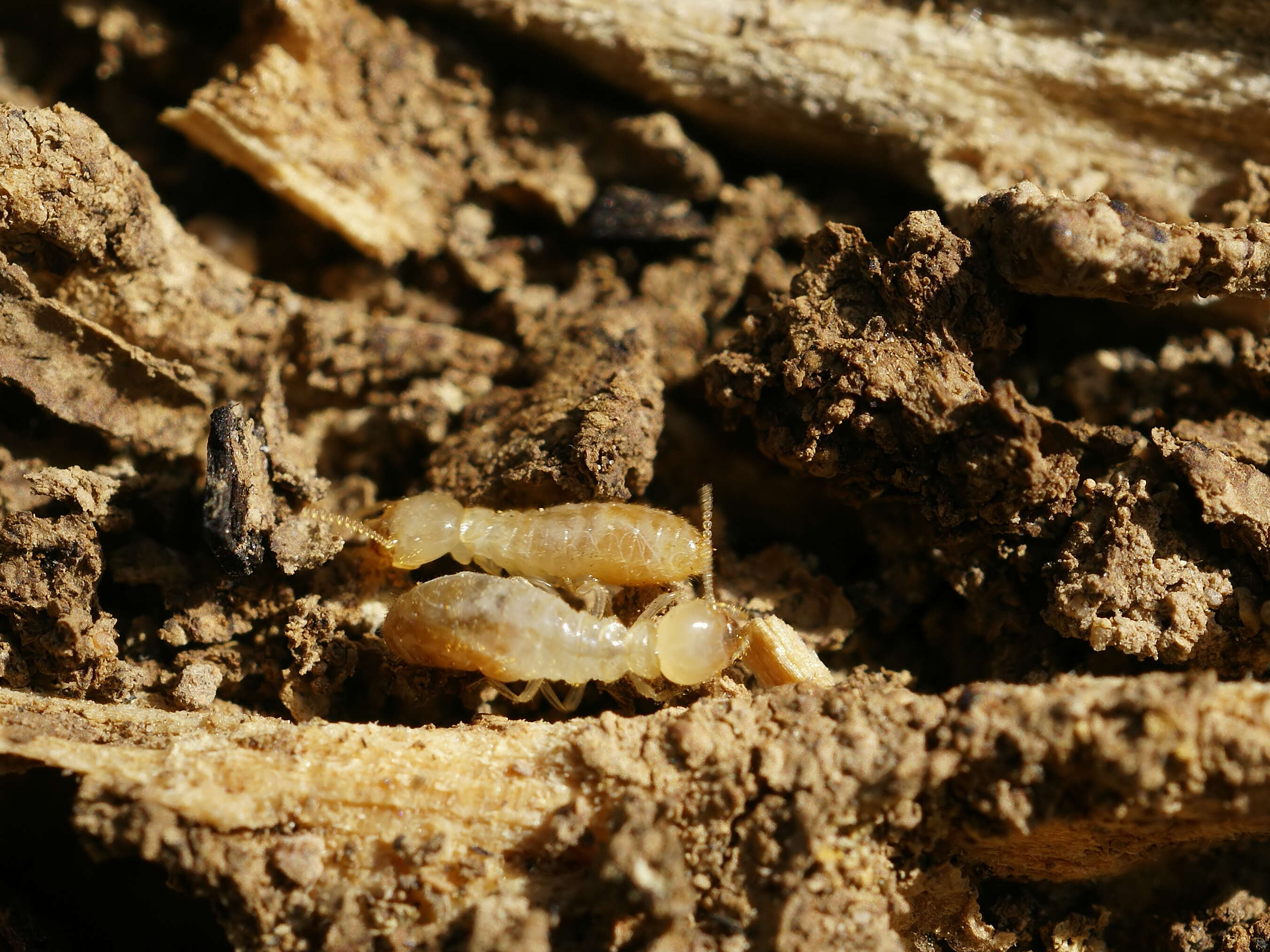 Image of Reticulitermes banyulensis Clément 1977