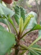 Imagem de Pisonia umbellifera (J. & G. Forst.) Seem.