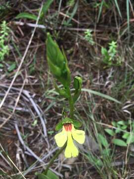 Imagem de Cynorkis flexuosa Lindl.