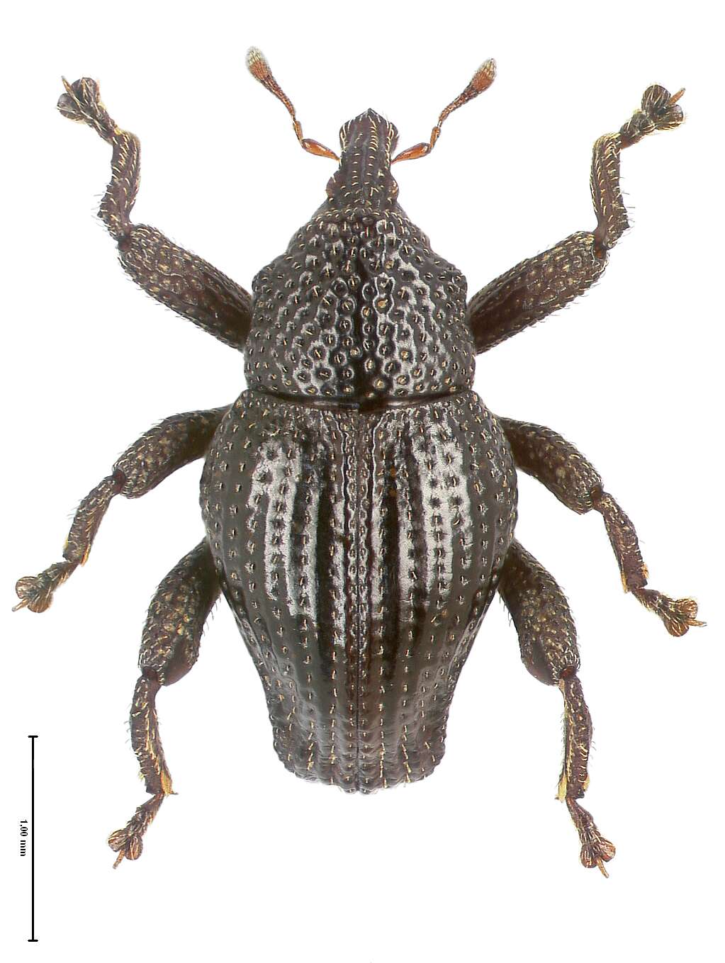 Image of Trigonopterus pangandaranensis Riedel 2014