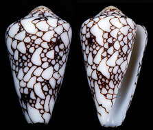 Image of Conus bratcherae (Petuch & Berschauer 2019)