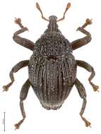 Image of Trigonopterus pararugosus Riedel 2014