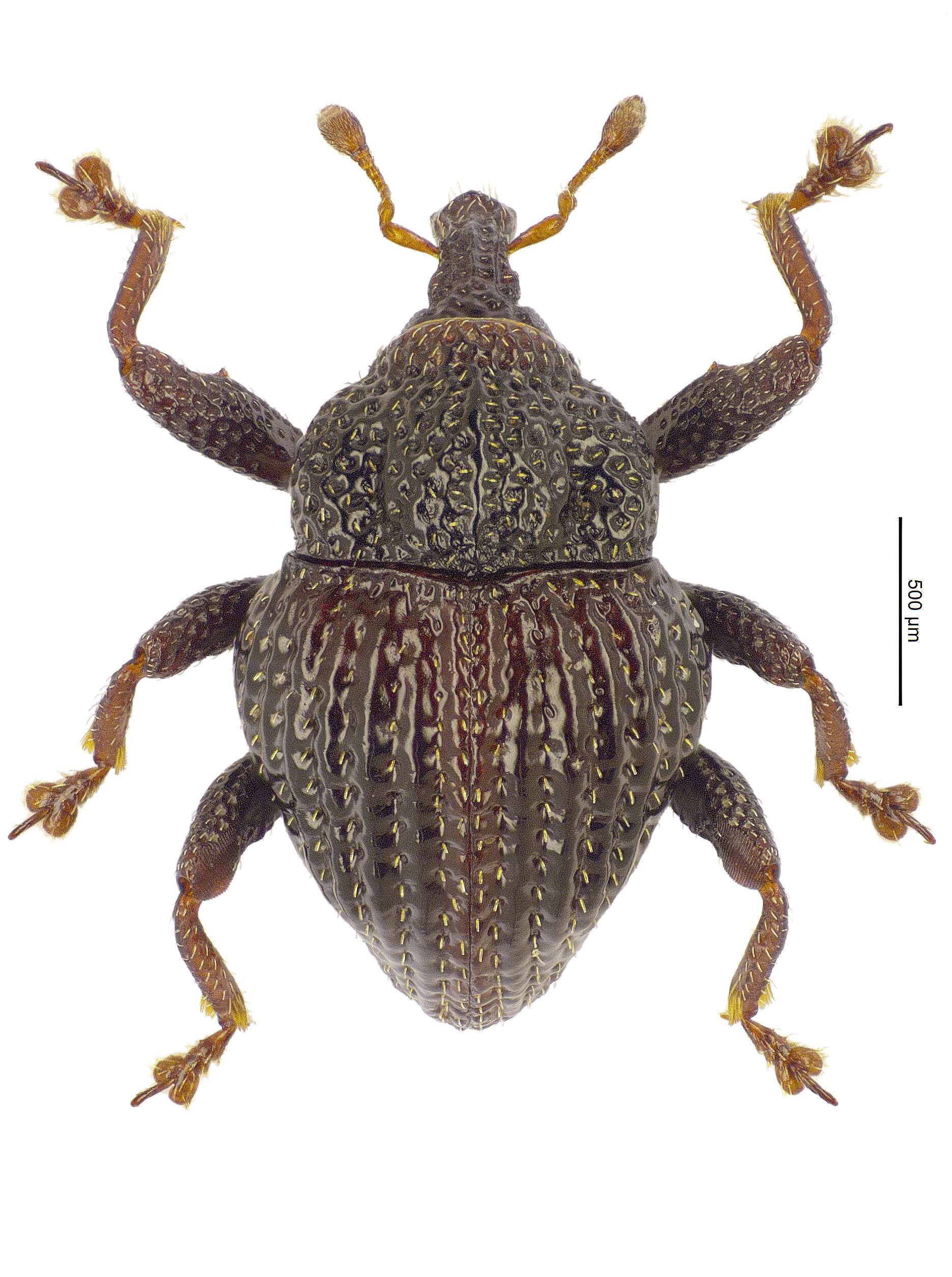 Image of Trigonopterus parasumbawensis Riedel 2014