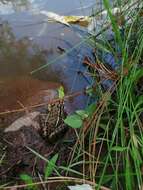 Image de Lithobates magnaocularis (Frost & Bagnara 1974)