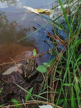 Image of Lithobates magnaocularis (Frost & Bagnara 1974)