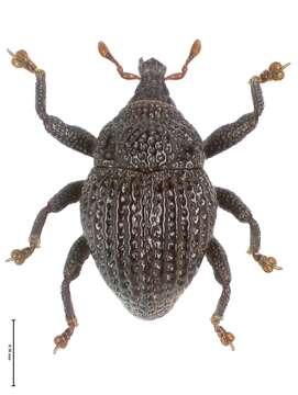 Image of Trigonopterus pauxillus Riedel 2014