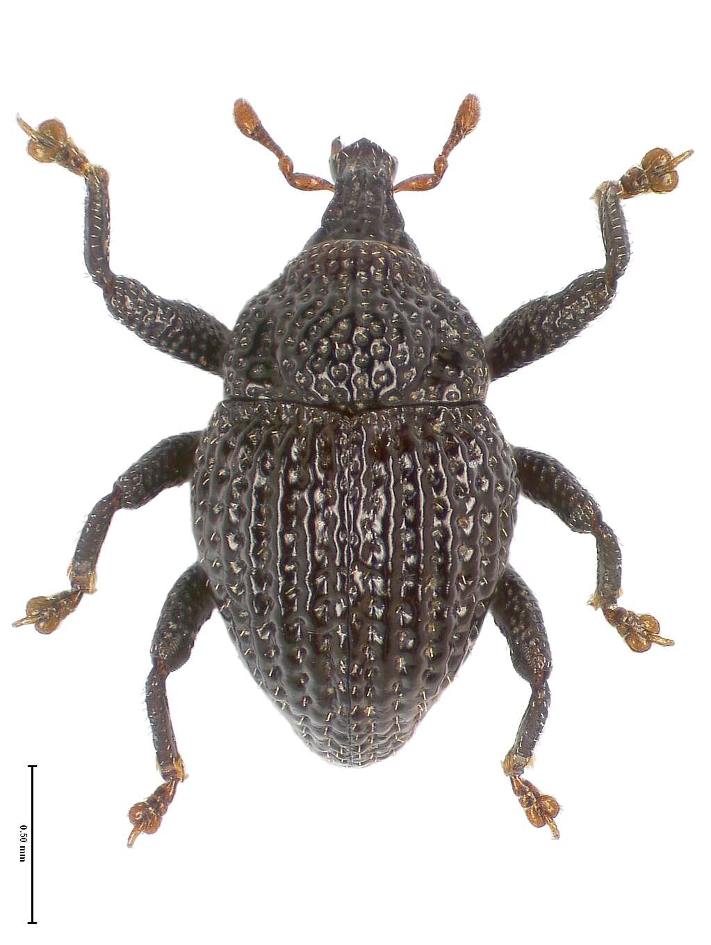 Image of Trigonopterus pauxillus Riedel 2014