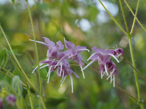 Image of <i>Epimedium grandiflorum</i> var. <i>thunbergianum</i>