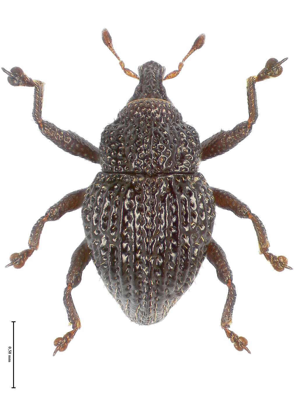 Image of Trigonopterus pseudoflorensis Riedel 2014