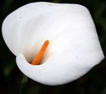 Image of Arum lily