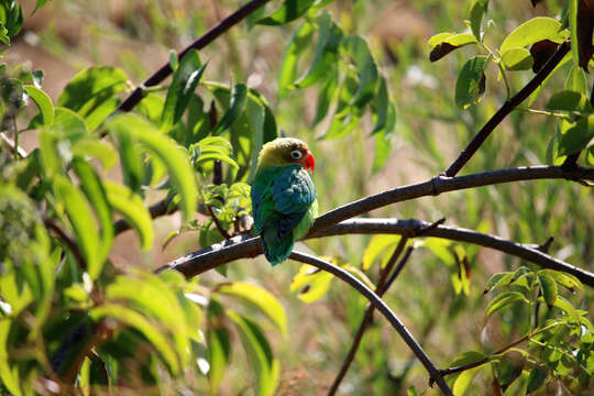 Image of Fischer's Lovebird