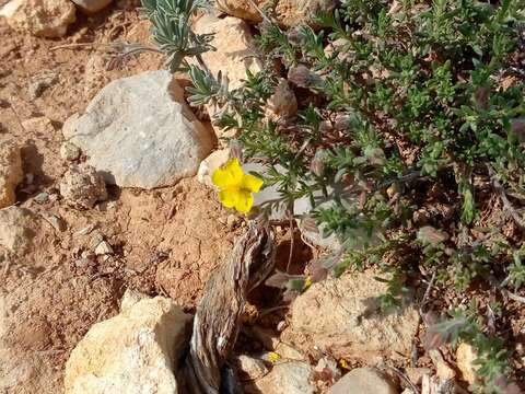 Image of thyme-leaved fumana