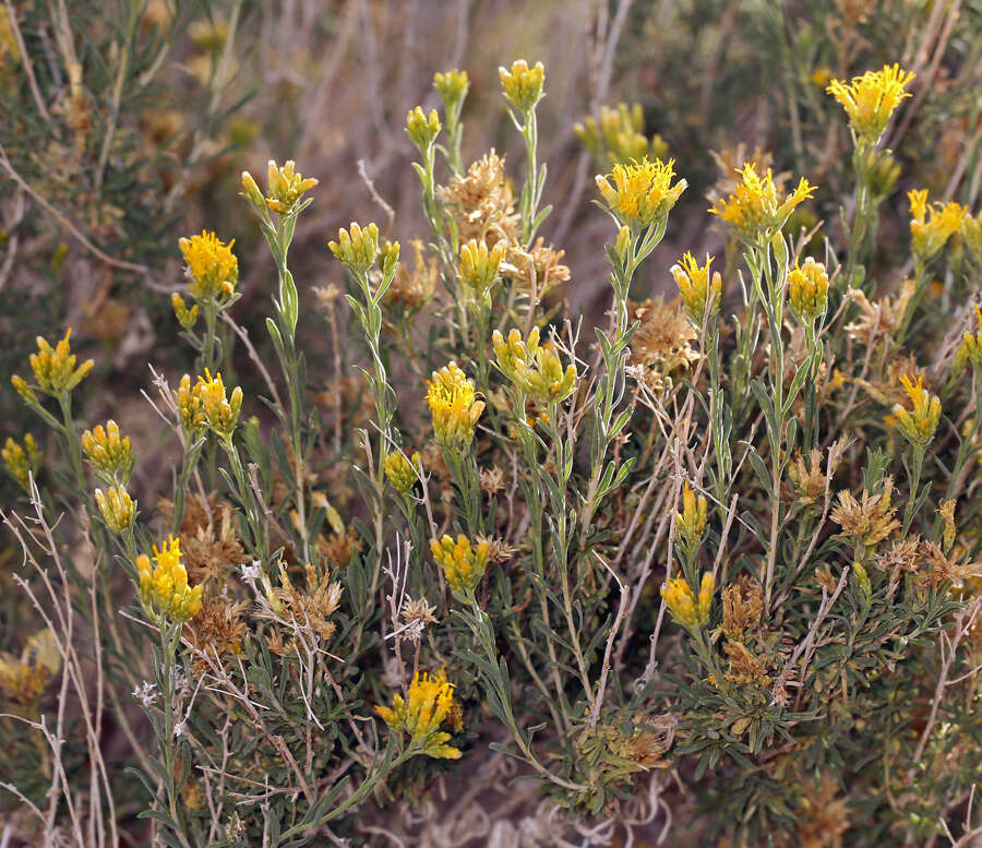 Image de Chrysothamnus viscidiflorus subsp. puberulus (D. C. Eat.) H. M. Hall & Clem.