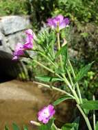 Слика од Epilobium hirsutum L.