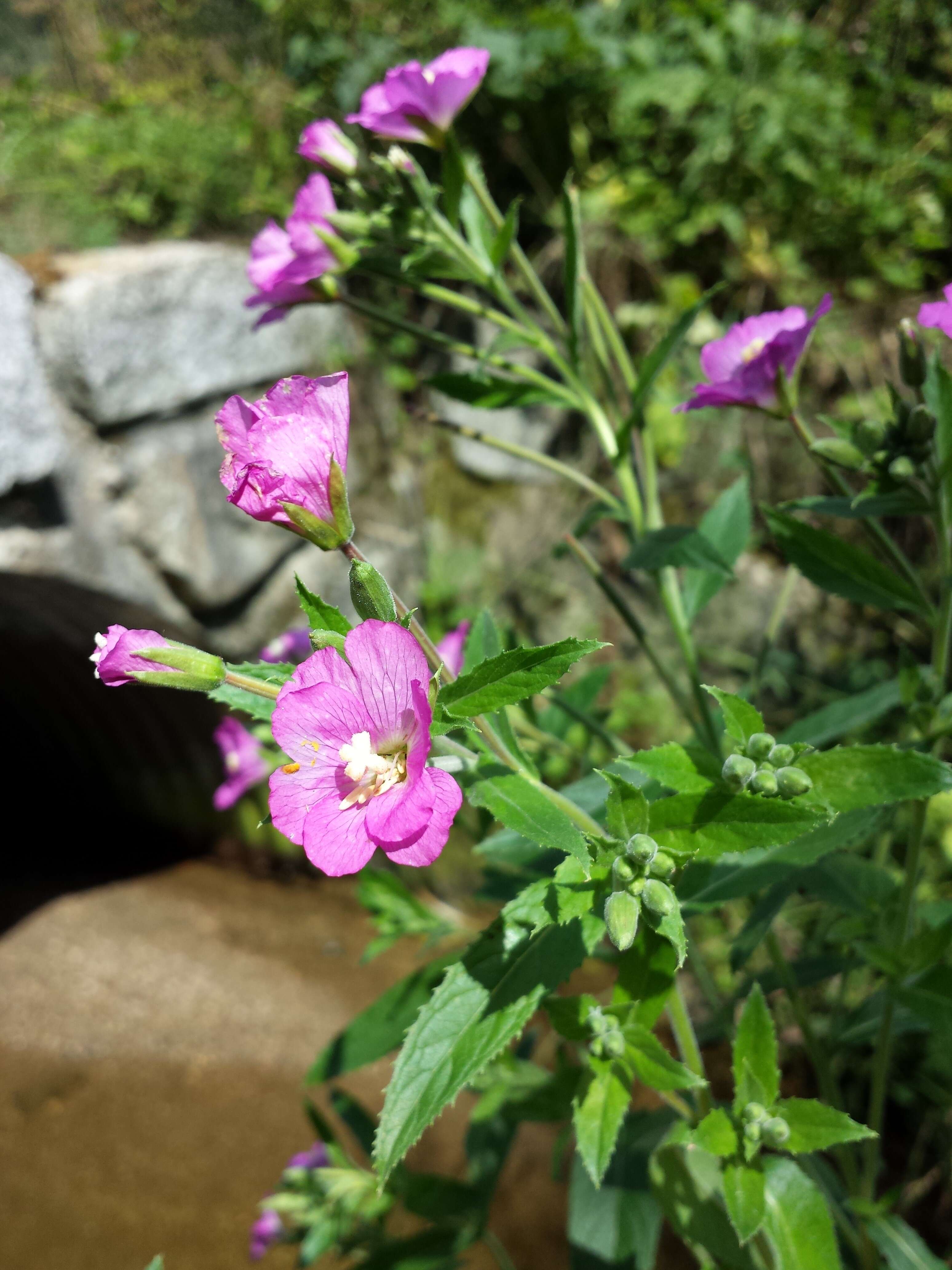 Слика од Epilobium hirsutum L.