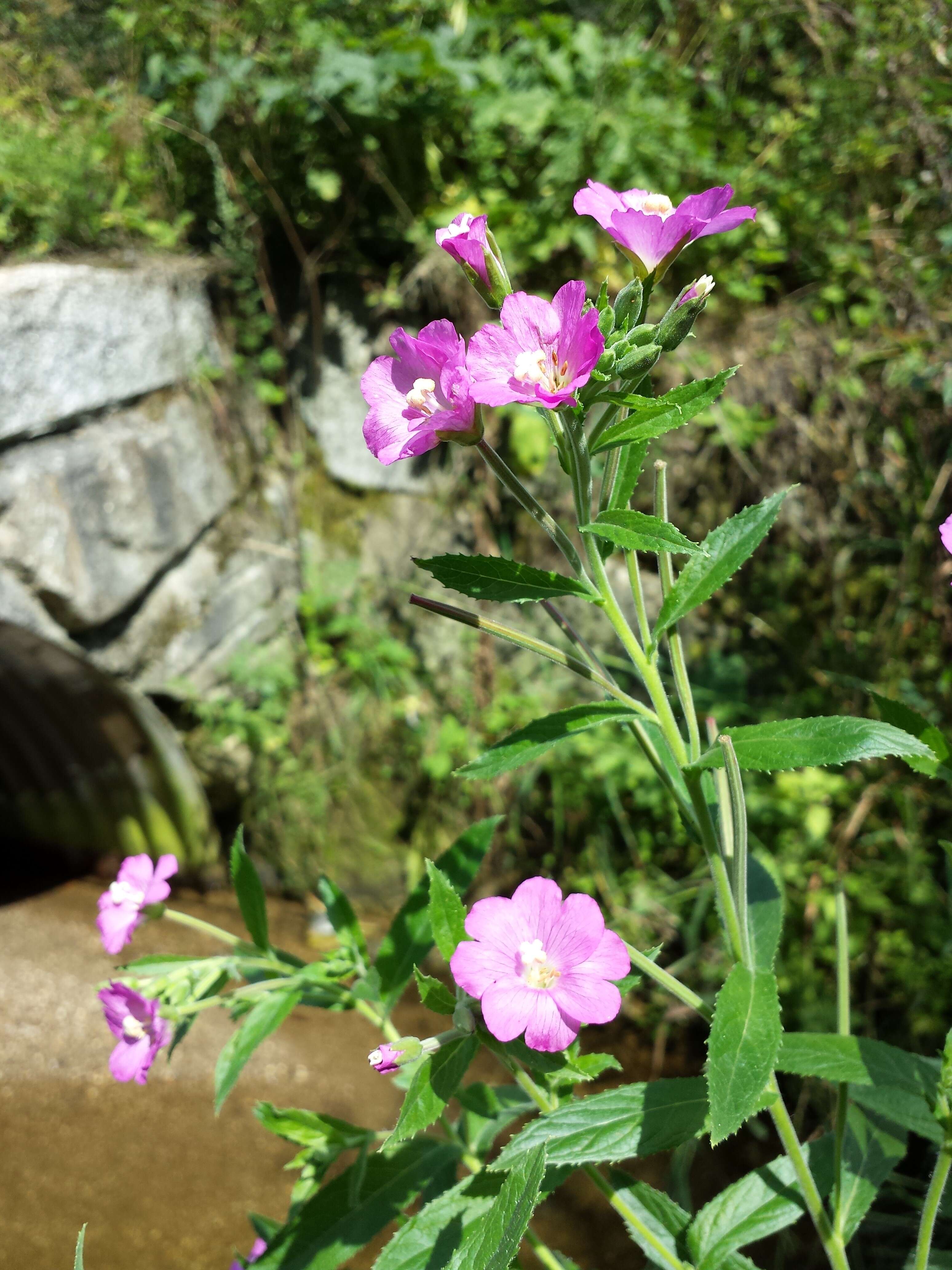 Image of Great Willowherb