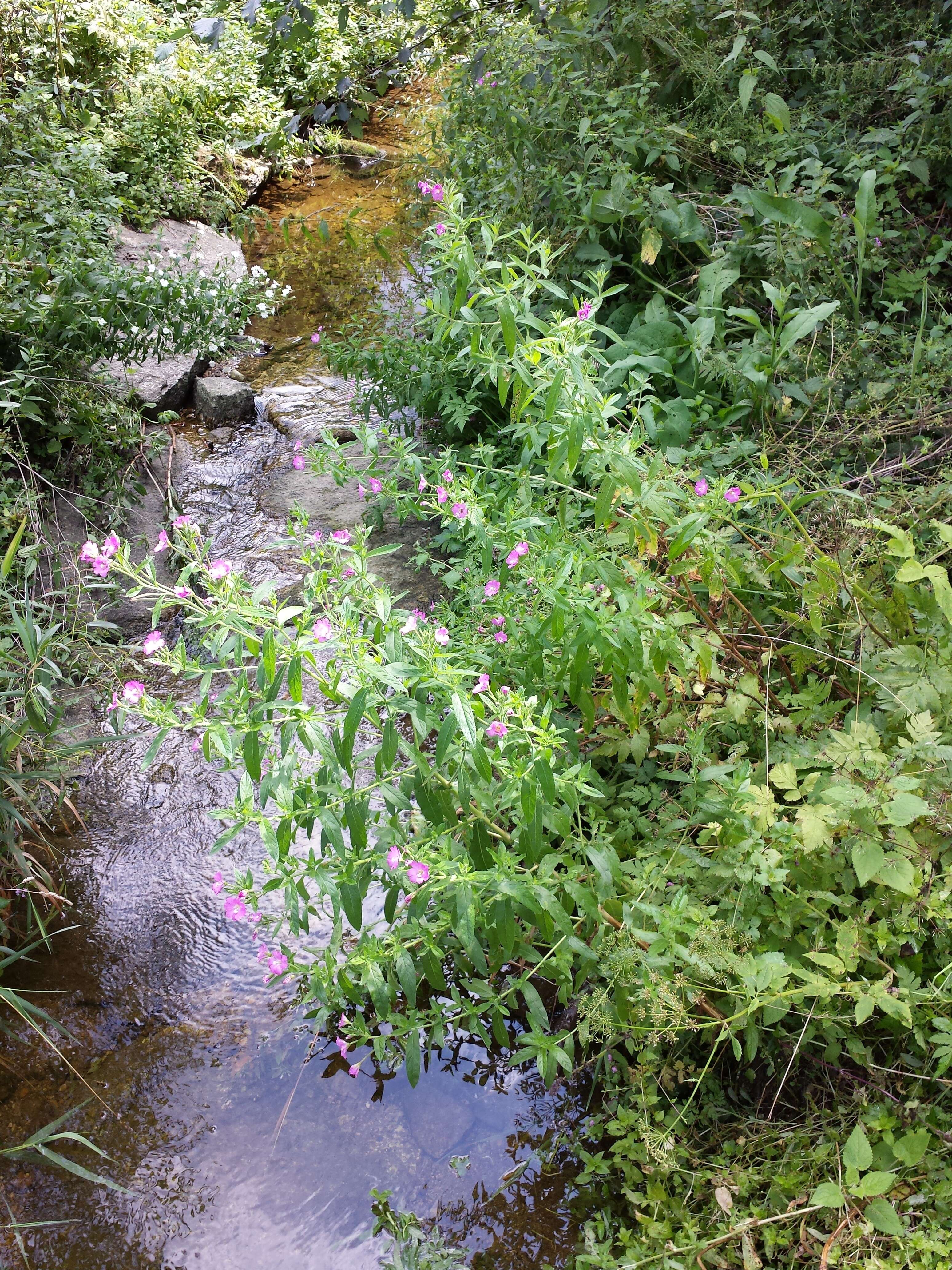 Image of Great Willowherb