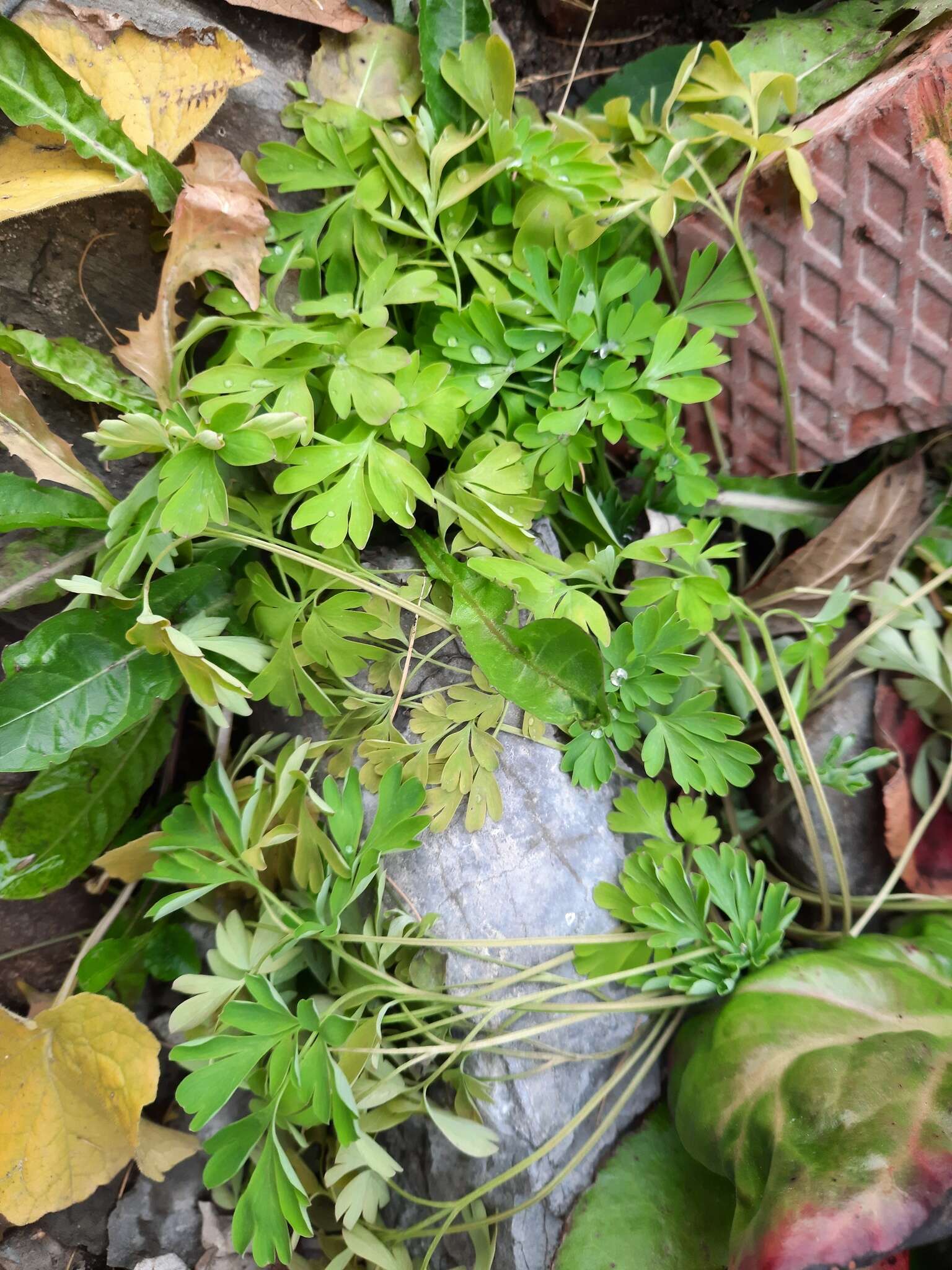 Corydalis capnoides (L.) Pers. resmi