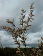 Image of African tamarisk