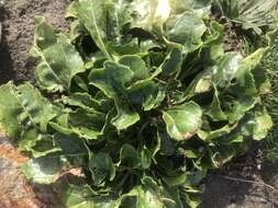 Image of sea beet