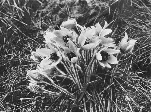 Image of Eastern Pasque Flower