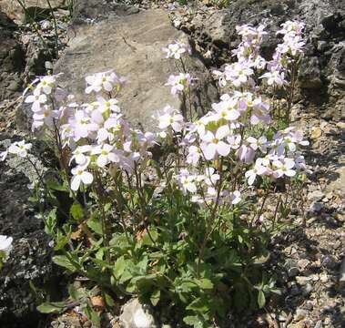 Image of alpine rockcress