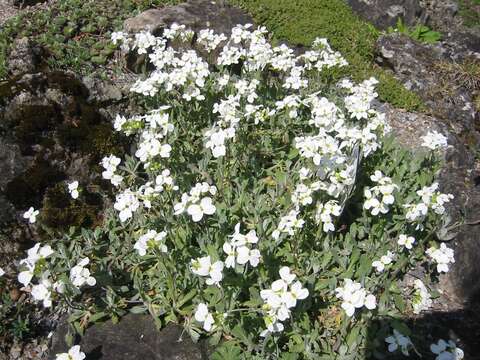 Image of Gray rockcress