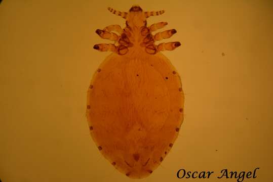 Linognathus setosus (von Olfers 1816)的圖片