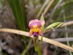 Image de Diuris longifolia R. Br.