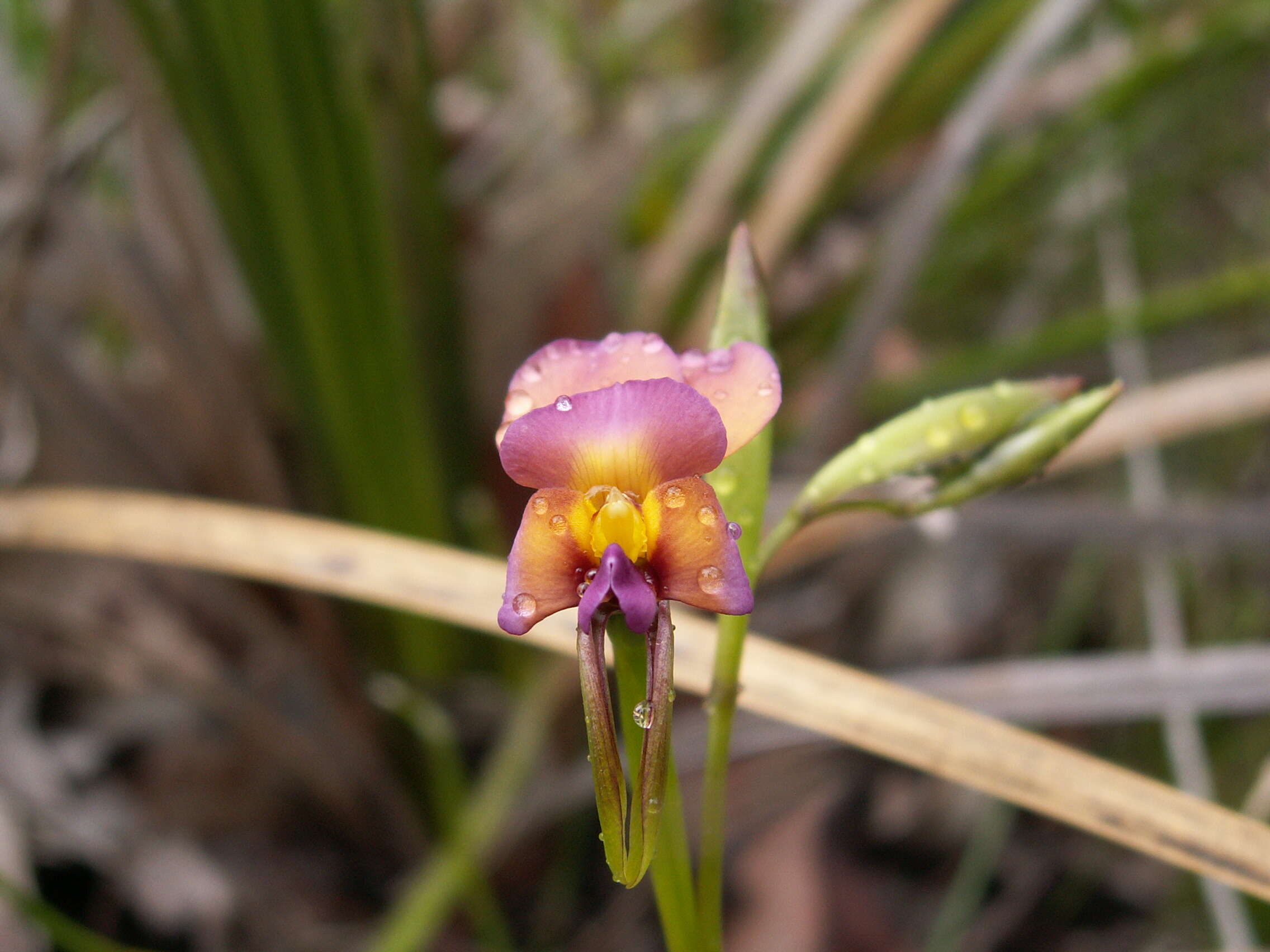 Image de Diuris longifolia R. Br.