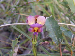 Image de Diuris longifolia R. Br.