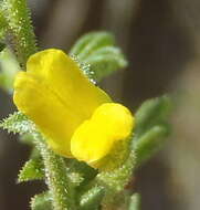 Image of Melolobium obcordatum Harv.