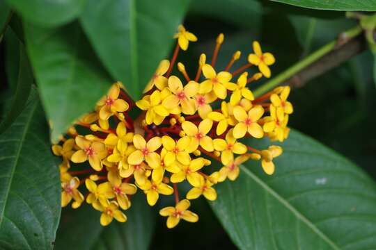 Image of Ixora congesta Roxb.