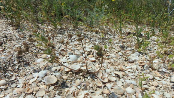 Image of Lamium amplexicaule var. orientale (Pacz.) Mennema