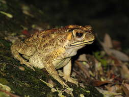 Image of asian black spotted toad