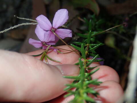 Image of Tetratheca ericifolia Sm.