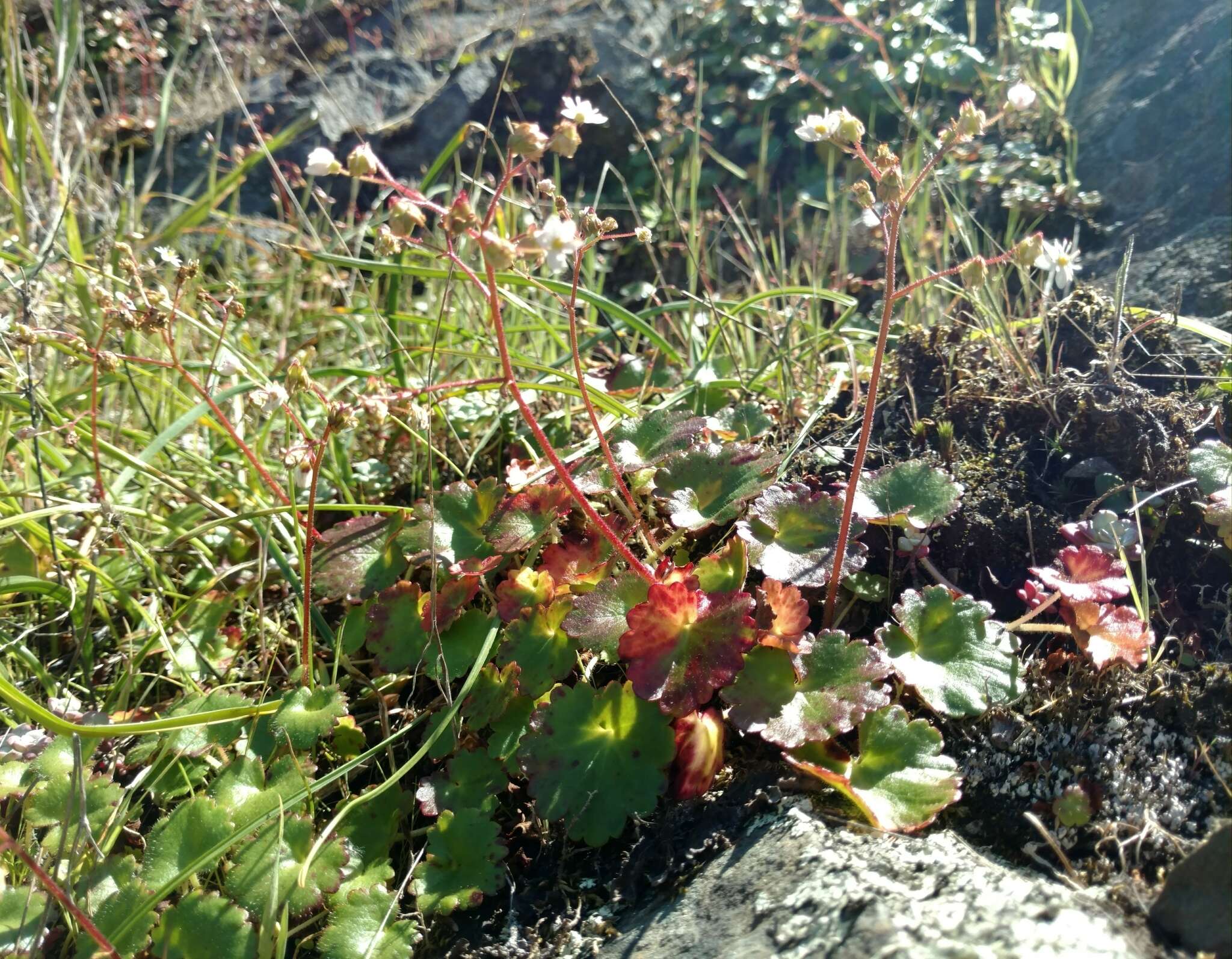 Image of wood saxifrage