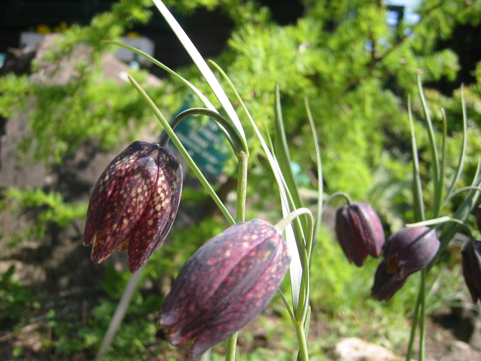 Image of Fritillaria montana Hoppe ex W. D. J. Koch