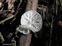 Image of Tetrapyrgos alba (Berk. & M. A. Curtis) E. Horak 1987