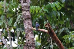 Imagem de Prionops rufiventris (Bonaparte 1853)