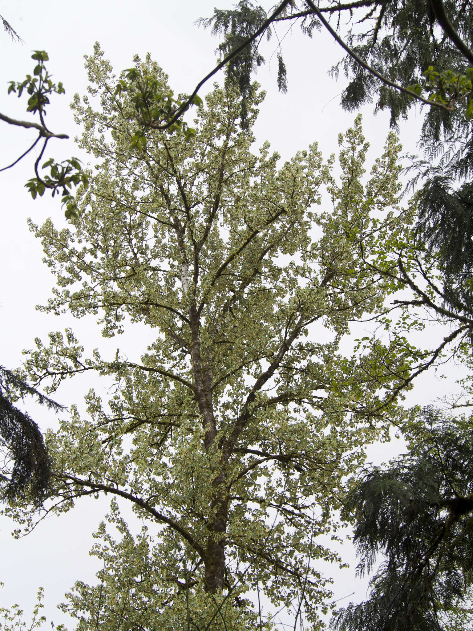Image of Populus trichocarpa Torr. & A. Gray ex Hook.