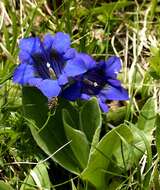 Image of Stemless Gentian