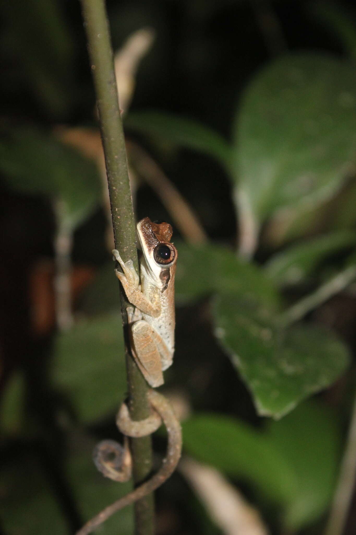 Image of Osteocephalus castaneicola Moravec, Aparicio, Guerrero-Reinhard, Calderón, Jungfer & Gvozdík 2009