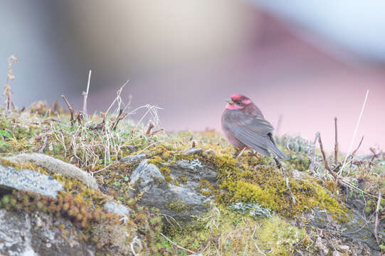 Image of Procarduelis Blyth 1843