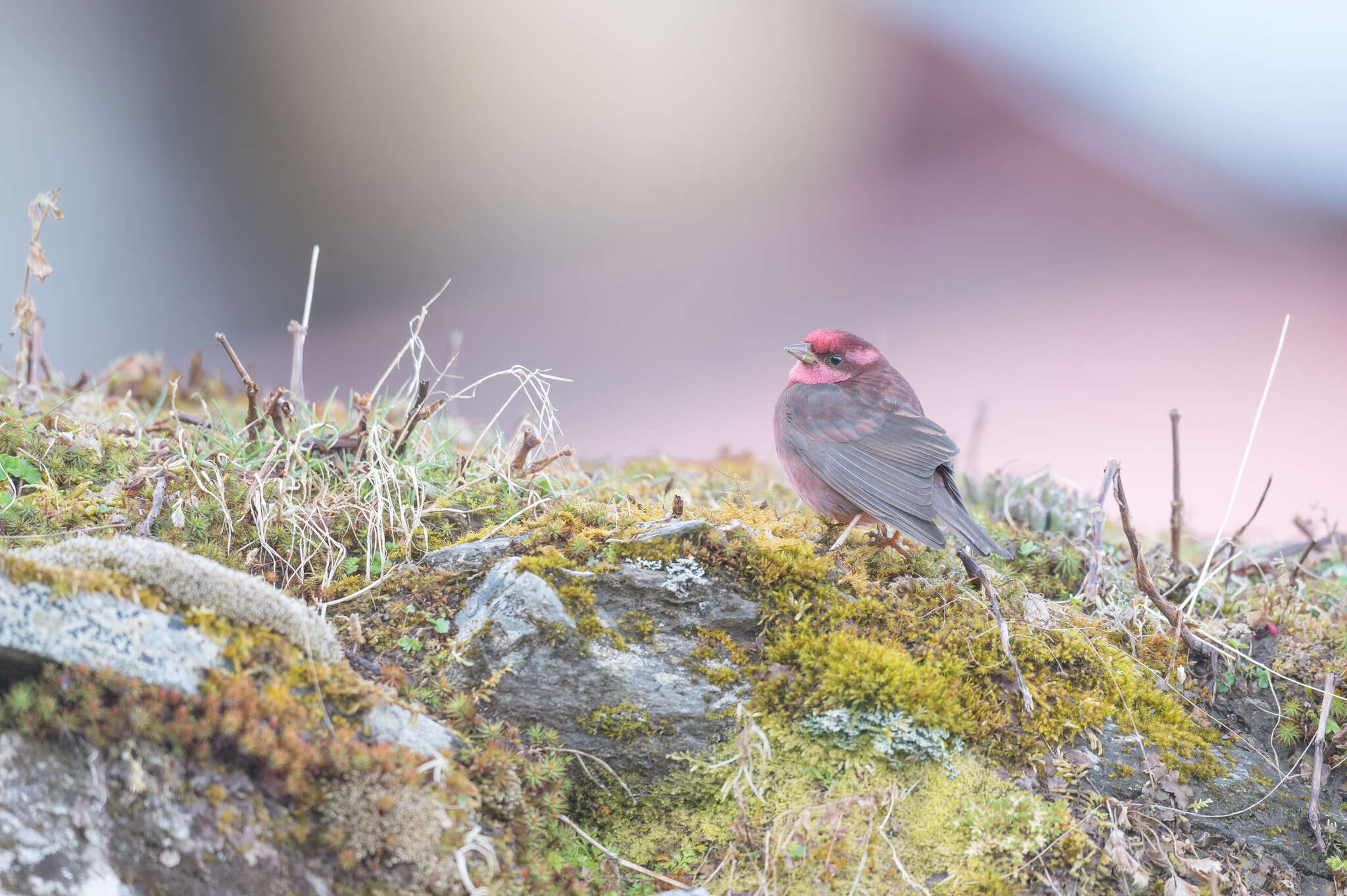 Image of Procarduelis Blyth 1843