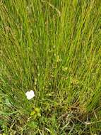 Image de Epilobium insulare Hausskn.