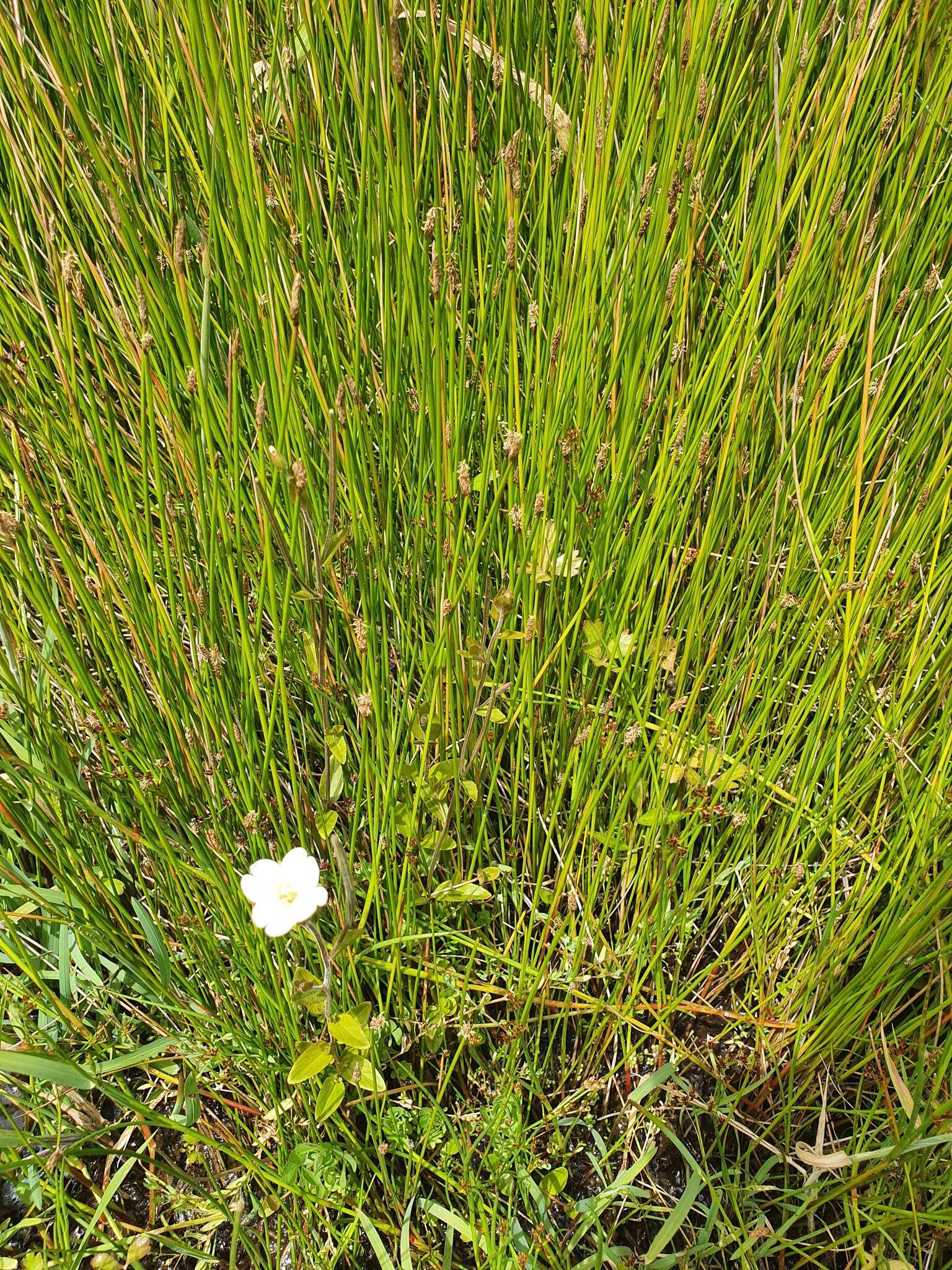 Image de Epilobium insulare Hausskn.