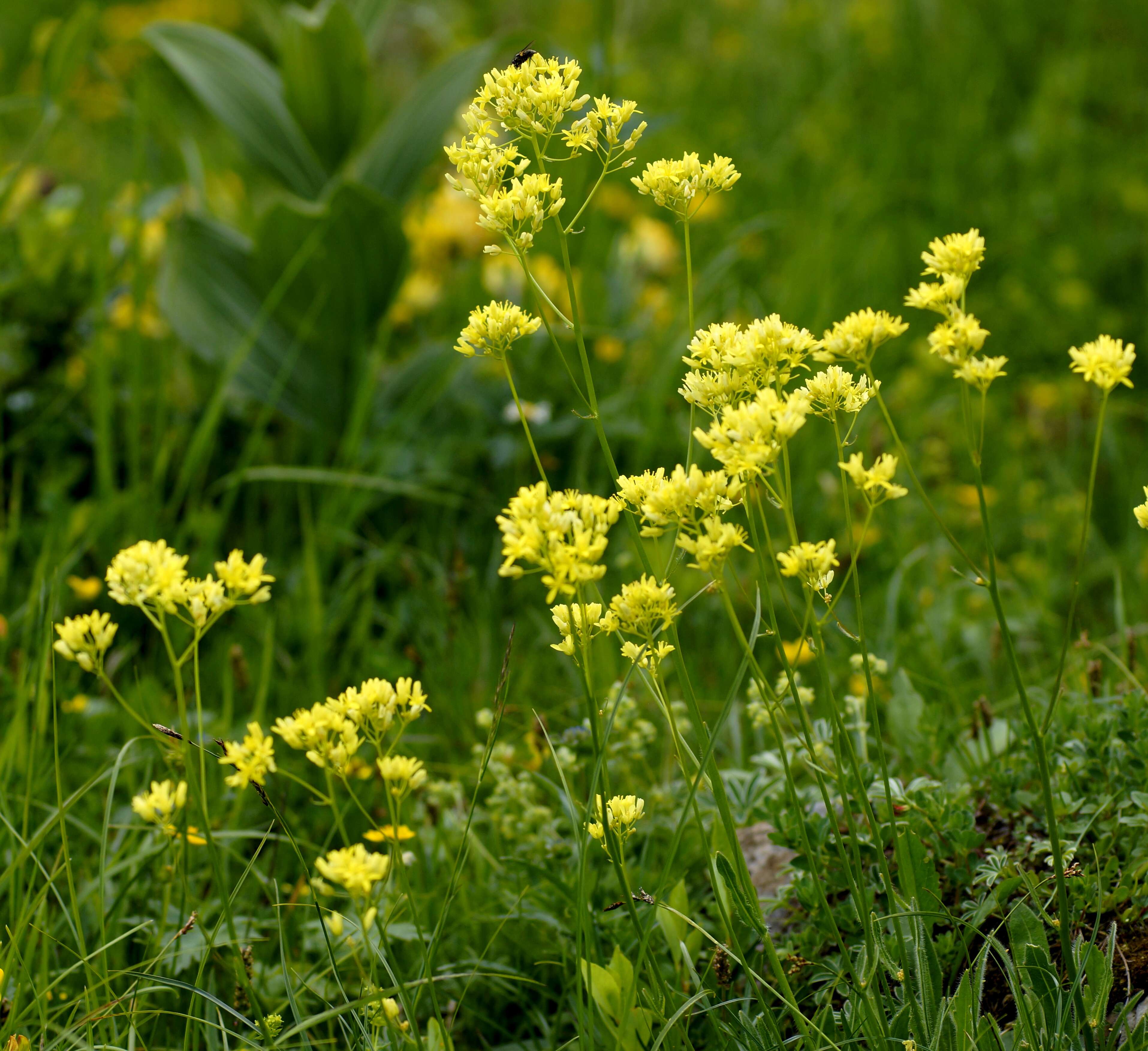 Image of Buckler Mustard