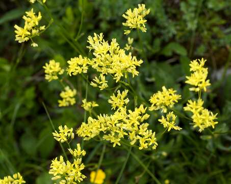 Image of Buckler Mustard