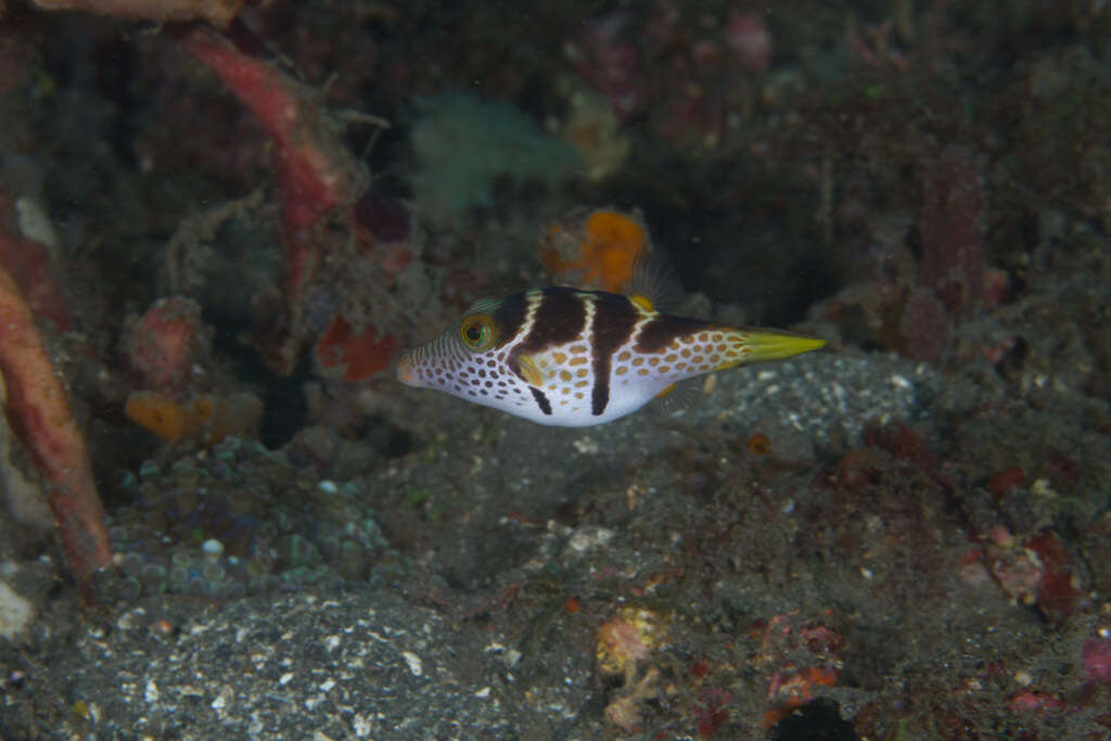 Image of Banded Toby